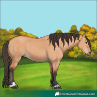 Horse Color:Bay Dun 