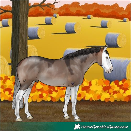 Horse Color:Bay Dun Splash 
