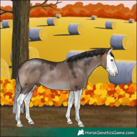 Horse Color:Bay Dun Splash 