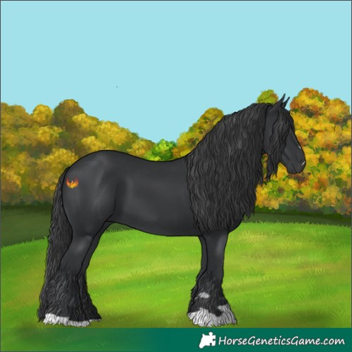 Horse Color:Black 