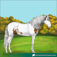 Horse Color:White Spotted Chocolate Palomino Splash Tobiano 