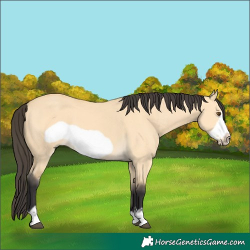 Horse Color:Buckskin Dun Frame 