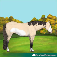 Horse Color:Buckskin Dun Frame 