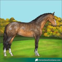 Horse Color:Buckskin 