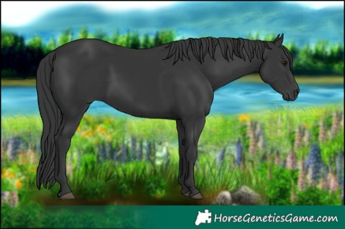 Horse Color:Black 
