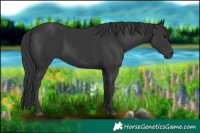 Horse Color:Black 