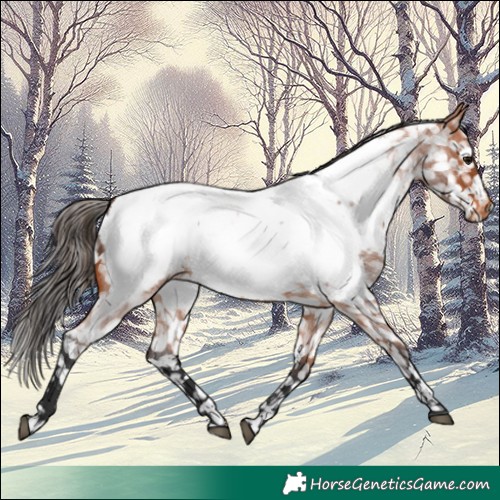 Horse Color:Bay Roan Appaloosa 