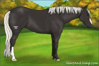 Horse Color:Liver Chestnut Mushroom 