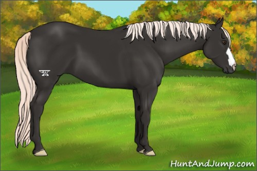 Horse Color:Liver Chestnut Mushroom