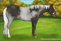 Horse Color:Liver Chestnut Mushroom 