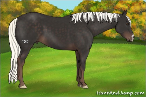 Horse Color:Liver Chestnut Mushroom 