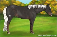 Horse Color:Liver Chestnut Mushroom 