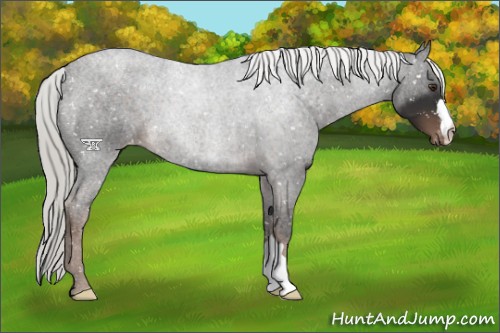 Horse Color:Liver Chestnut Mushroom Snowflake Varnish 