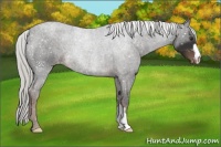Horse Color:Liver Chestnut Mushroom Snowflake Varnish 