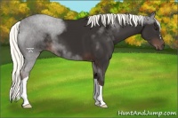Horse Color:Liver Chestnut Mushroom 