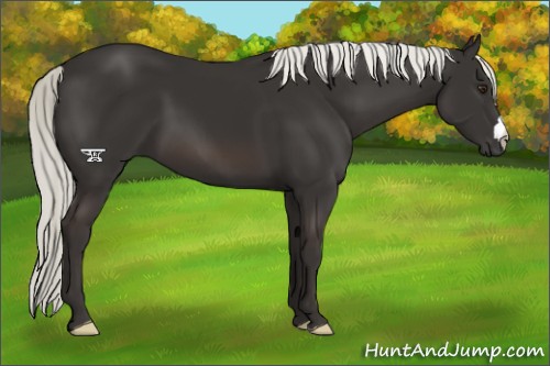 Horse Color:Liver Chestnut Mushroom 