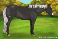 Horse Color:Liver Chestnut Mushroom 