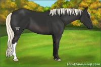 Horse Color:Liver Chestnut Mushroom 