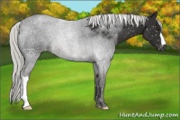 Horse Color:Liver Chestnut Mushroom Snowflake Varnish 