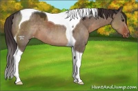 Horse Color:Brown Dun Tobiano Appaloosa 