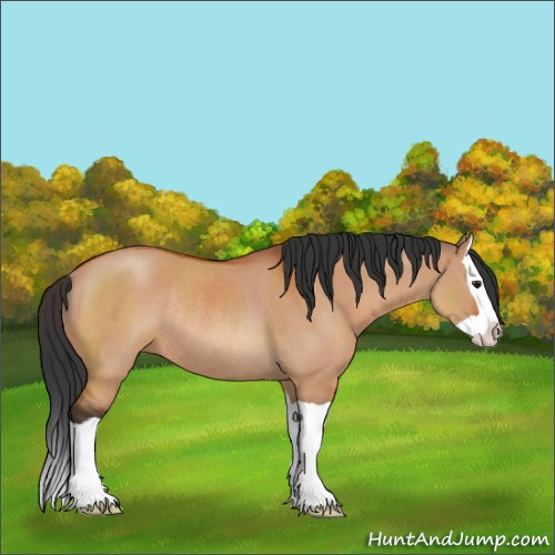 Horse Color:Brown Dun Splash Rabicano 