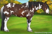 Horse Color:White Spotted Bay Sabino Frame