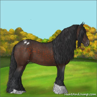 Horse Color:Brown Tobiano Appaloosa 