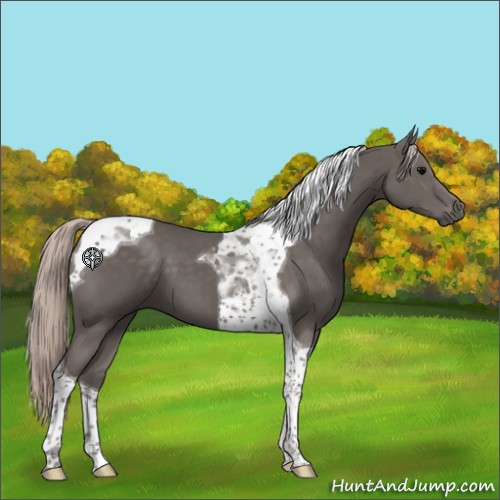 Horse Color:Silver Black Tobiano 