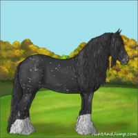 Horse Color:Black Appaloosa 
