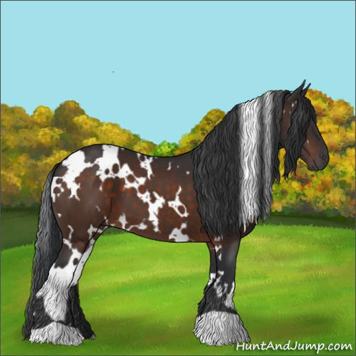 Horse Color:White Spotted Brown 