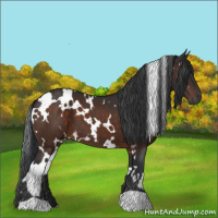 Horse Color:White Spotted Brown