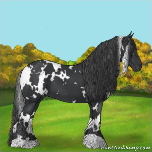 Horse Color:White Spotted Black