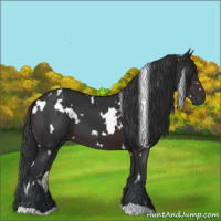Horse Color:White Spotted Brown 
