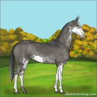 Horse Color:Black Sabino 