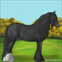 Horse Color:Black Appaloosa 