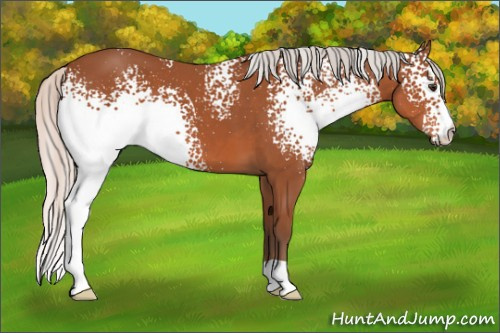 Horse Color:White Spotted Silver Bay 