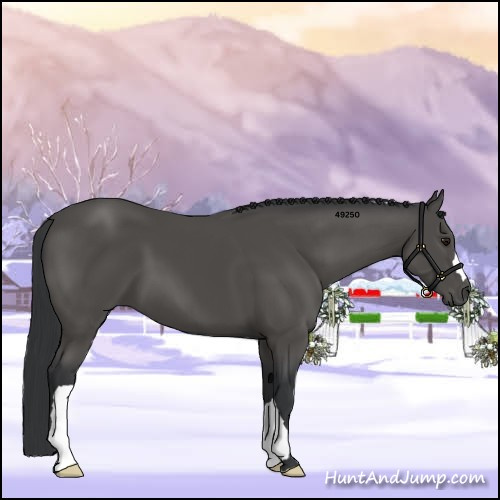 Horse Color:Black 
