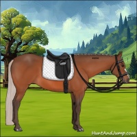 Horse Color:Silver Bay 