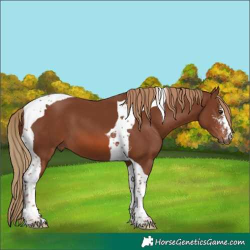 Horse Color:Chestnut Sabino Tobiano 