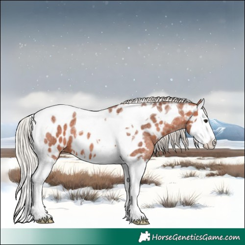 Horse Color:Silver Bay Roan Splash Tobiano Near Leopard