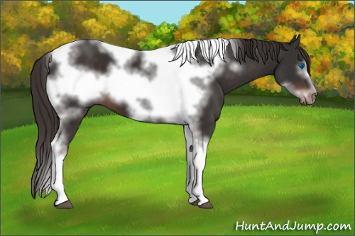 Horse Color:Liver Chestnut Tobiano Frame 