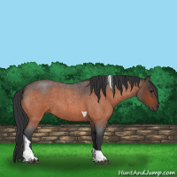Horse Color:Bay Roan Tobiano 
