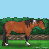 Horse Color:Bay Tobiano 