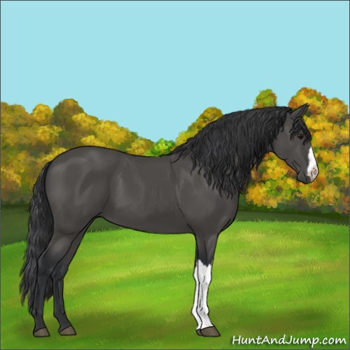 Horse Color:Black 