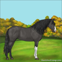 Horse Color:Black 