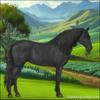 Horse Color:Black 