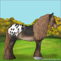 Horse Color:Liver Chestnut Appaloosa 