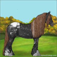 Horse Color:Liver Chestnut Sabino Appaloosa 
