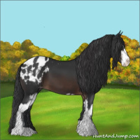 Horse Color:Brown Sabino Appaloosa 