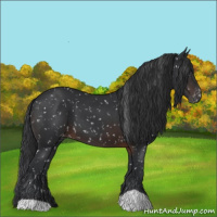 Horse Color:Brown Appaloosa 